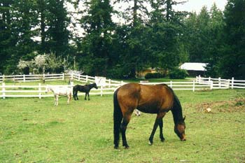 Horses on the farm